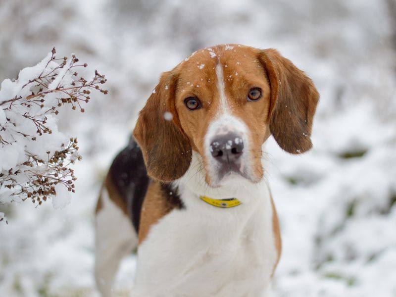 Chester the beagle in the snow at Kenilworth Rehoming Centre