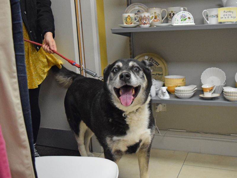 A crossbreed black and tan dog on a lead standing in rayleigh charity shop