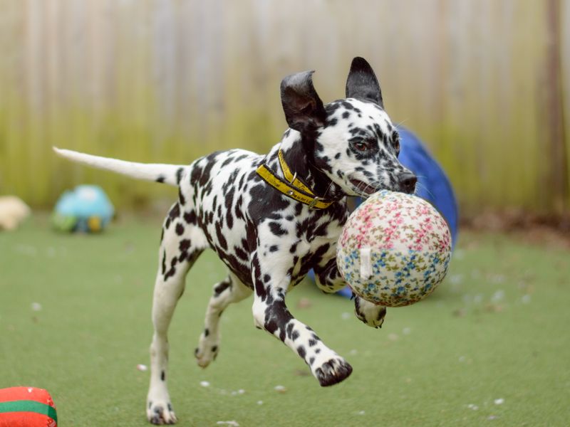 a Dalmatian puppy running and holding a spotted ball toy in its mouth
