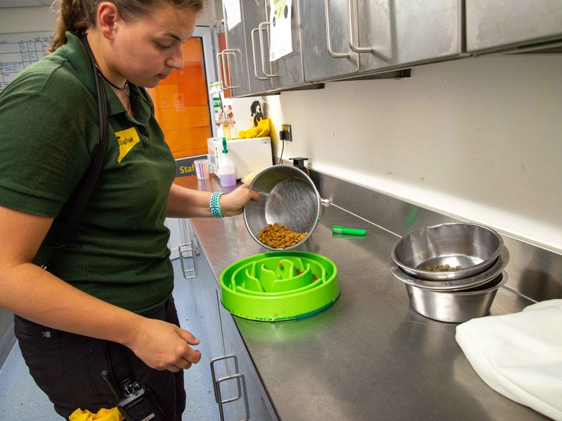 Canine carer putting dog kibble into a green puzzle feeder bowl
