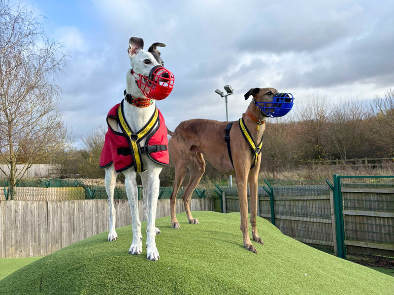 Two greyhounds, Patch and Rocky, wearing their muzzles in the outside run.