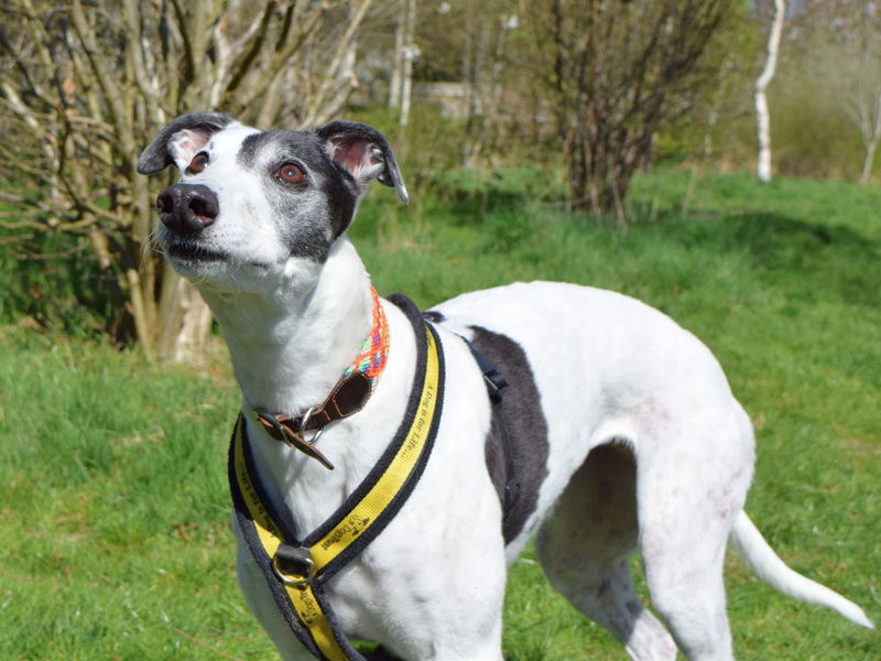 Patch, a black and white greyhound, looking up for a treat.