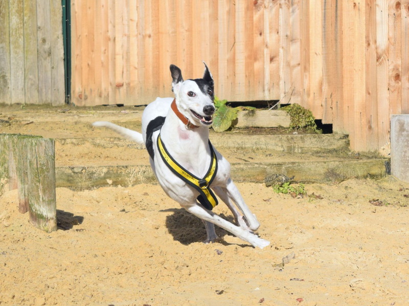 Patch, a black and white greyhound, running in the sand.