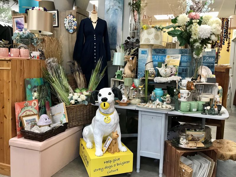 Poole charity shop window featuring a dogs trust dog coin collection box, bric a brac and a mannequin