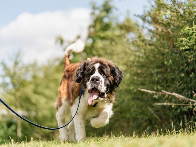 Mango an adult tri-coloured St Bernard, walking on a thin lead in a green park area