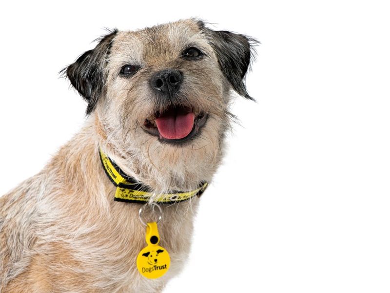 Dog featured on National Dog Survey TV ad
