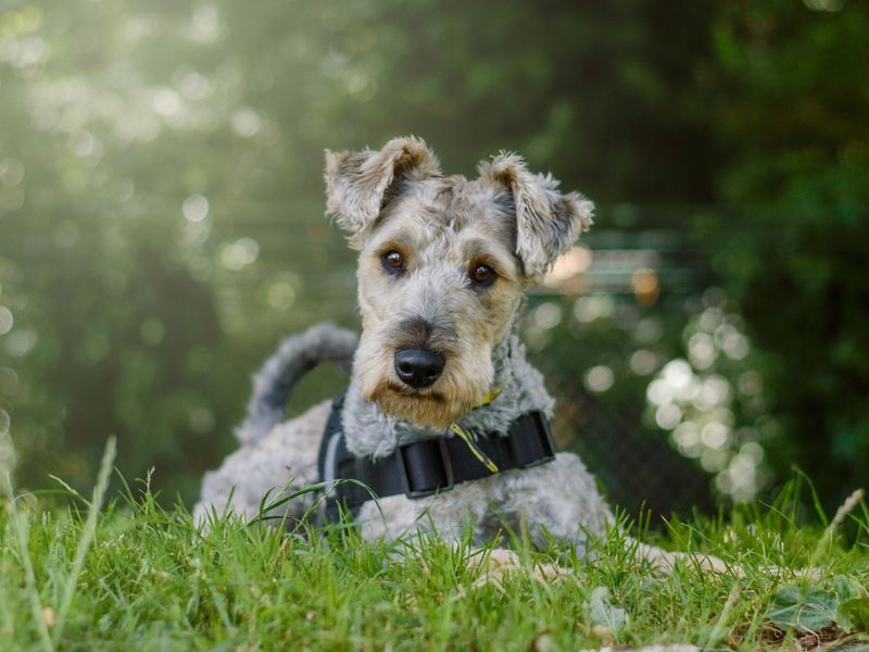 Gizmo, a grey and tan Irish Terrier / Schnauzer cross, lying on his front in a field at Kenilworth RC.