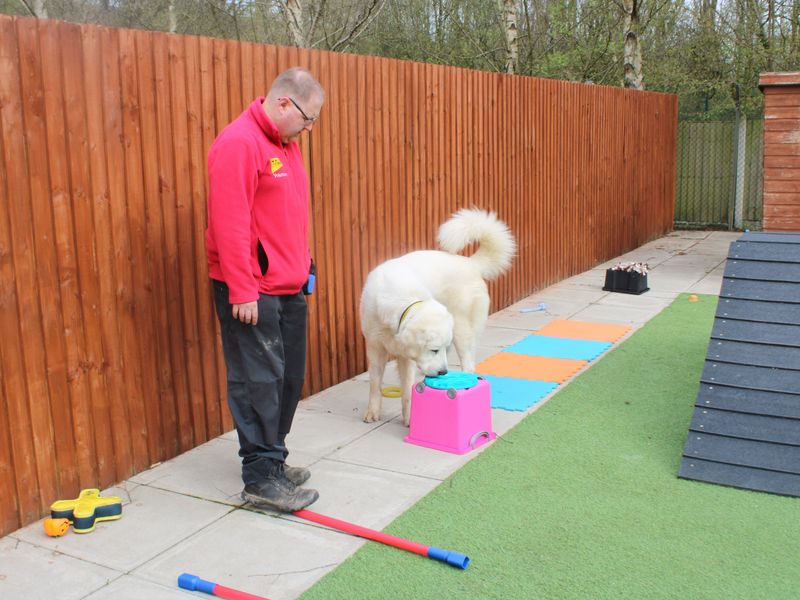 Johnathan wearing a red volunteer jacket standing next to a cream great pyrenees dog sniffing some agility equipment