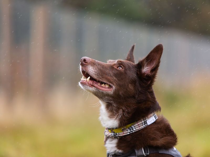 Ted, a chocolate Border Collie (cross), in secure field at Manchester RC. He is wearing a yellow Dogs Trust collar with a tartan bandana, and is looking off-camera.