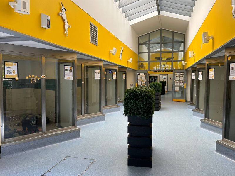 Image of Snetterton's rehoming corridor with branded yellow walls and glass kennels on either side of the corridor