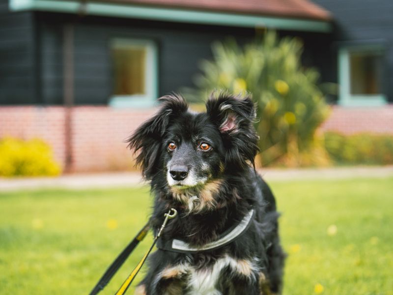 Senior Collie, Buster, is standing outside in the sun on a lead.