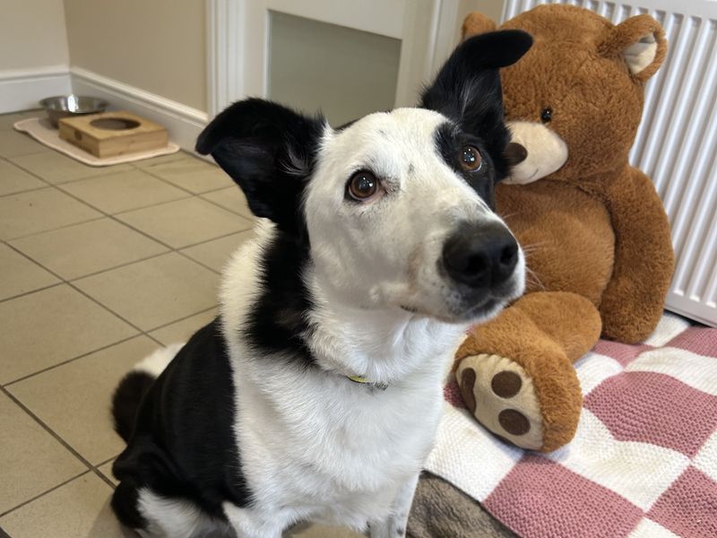Senior Collie Cross, Duke, is sitting indoors next to some teddies.