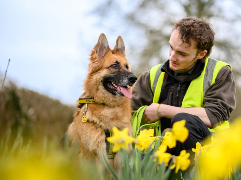 Luna the German Shepherd Dog smiles while sitting amongst daffodils in a field with a Dogs Trust staff member.
