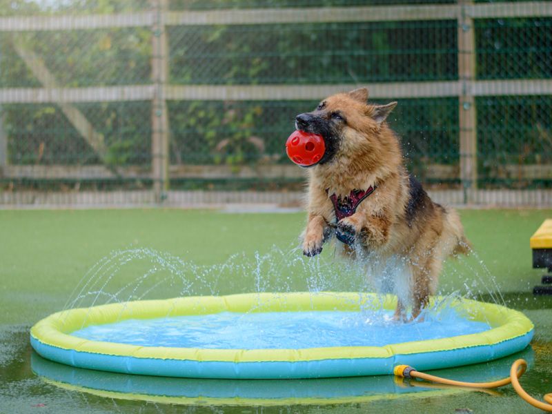 Luna the German Shepherd Dog catches a ball while jumping into a paddling pool.