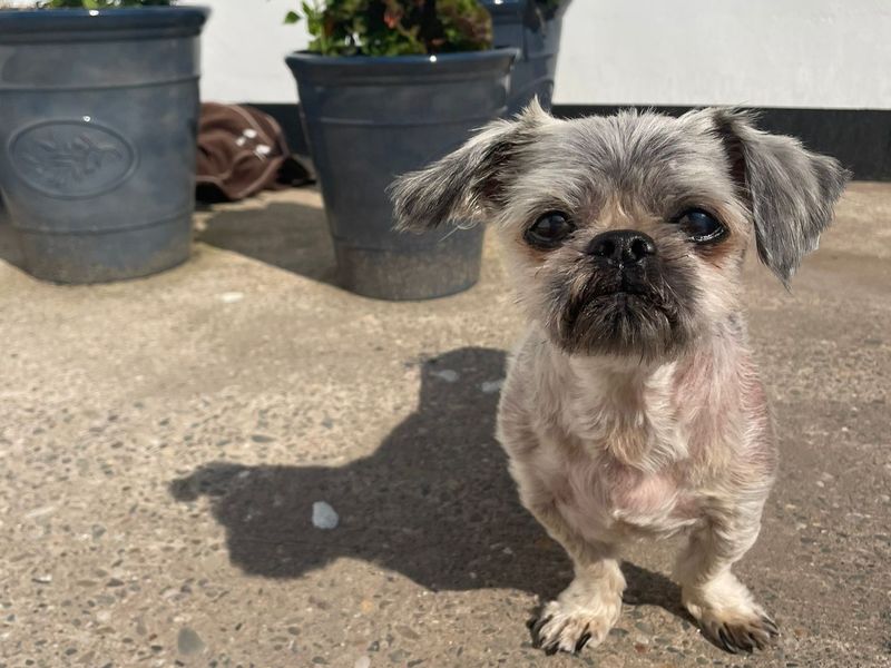 Molly, a senior Shih Tzu, is standing by some potted flowers.