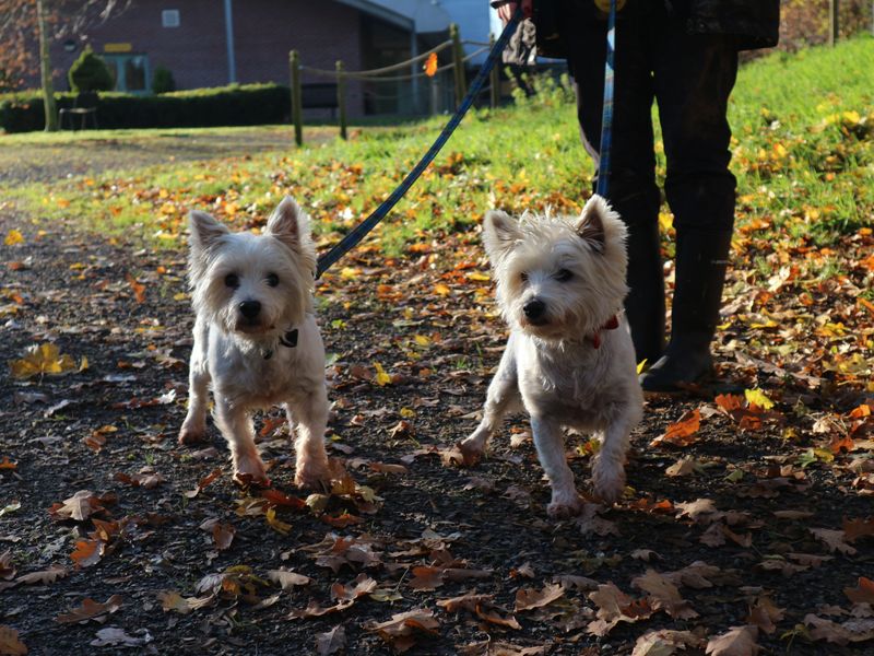 Little dogs Milly and Penelope walking down an autumnal path.