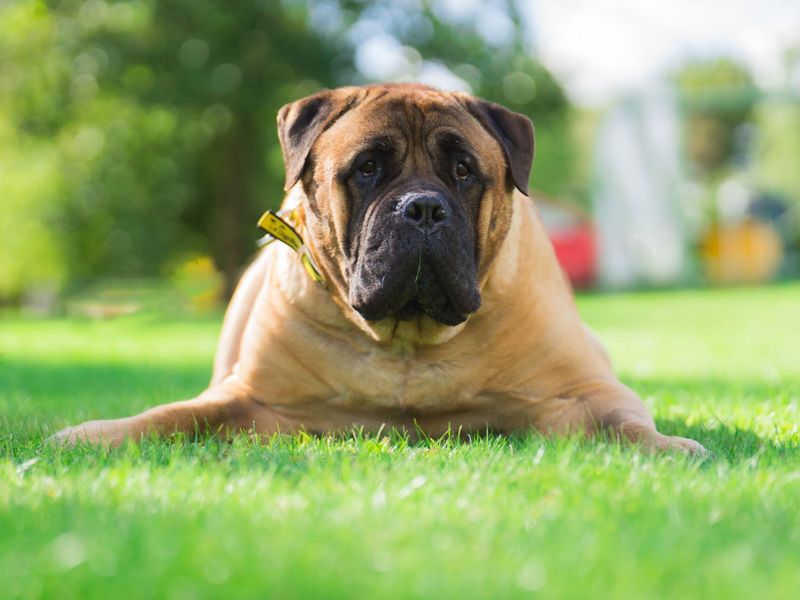 Ralph, a senior Mastiff dog is laying in a patch of sunny grass.