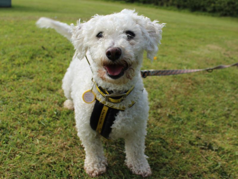 Sponsor dog Toblerone, standing on the grass at Dogs Trust Shrewsbury, smiling at the camera with his tail wagging.