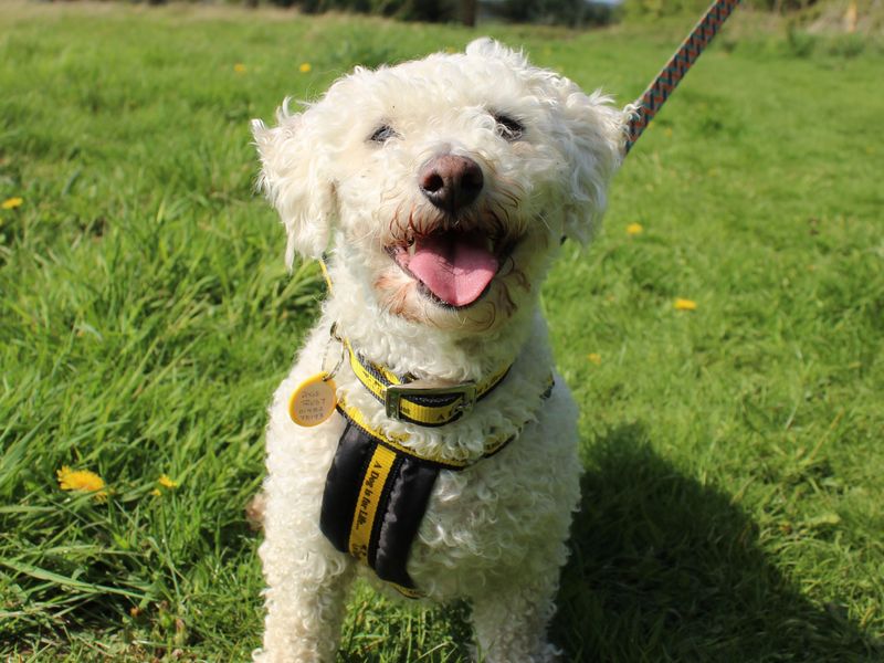 Sponsor dog Toblerone sitting on the grass in the sun with his tongue out.