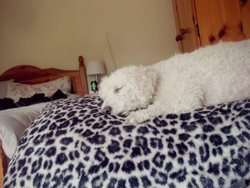 Sponsor dog Toblerone, asleep on a comfy blanket in the real life room at Dogs Trust Shrewsbury.