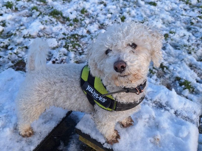 Sponsor dog Toblerone in the snow, looking up at the camera.