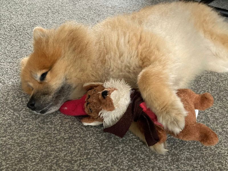 Alfie a golden Shiba Inu lying down on the floor hugging a fox stuffed toy.