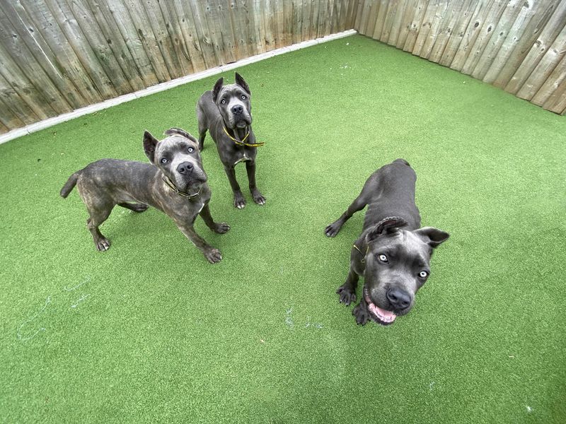 Three cane corso puppies who were rescued from smugglers by Dogs Trust's puppy pilot scheme.