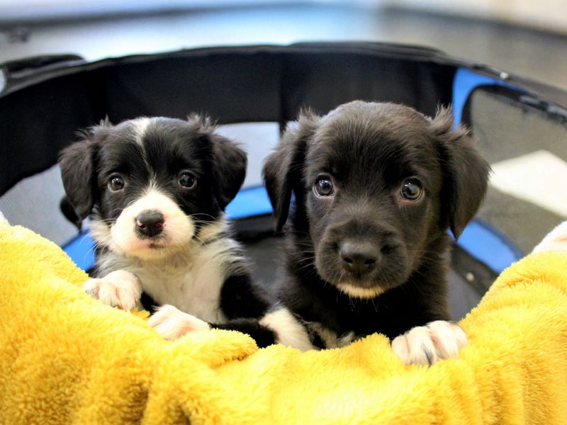 Crossbreed puppies at Dogs Trust Ballymena
