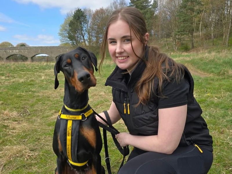 Izzy one of our dundee home from home coordinators crouched down in a park with a black and tan Dobermann wearing a black and yellow harness tilting its head