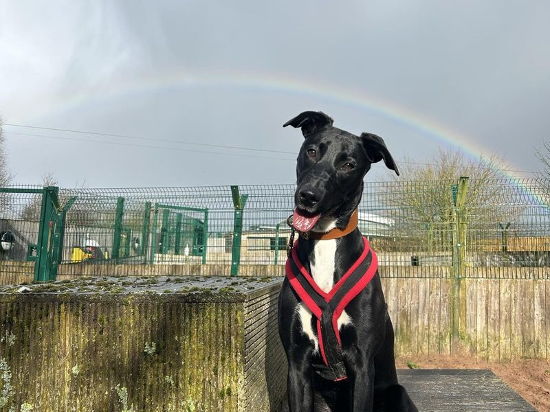 Daisy, a happy black Lurcher, sitting with a rainbow in the sky overhead