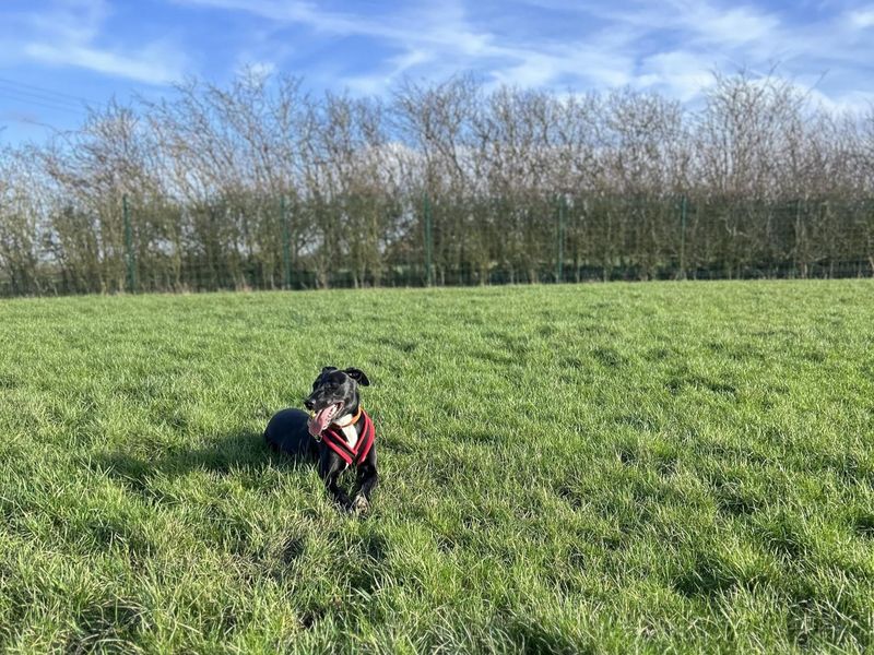 Daisy, a black Lurcher, lying in a large field of grass