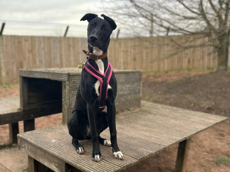 Daisy, a black Lurcher, sits outside on top of outdoor play equipment