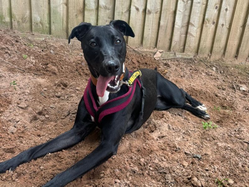 Daisy, a black Lurcher, lying down with her tongue hanging out
