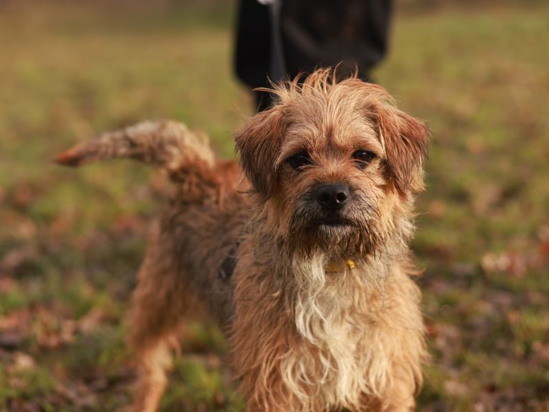 Crossbreed Wilfred outdoors and Newbury Rehoming Centre