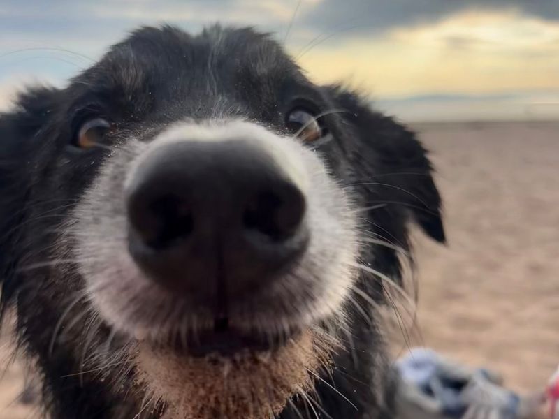 a black and white border collie smiling really up close to the camera on the beach