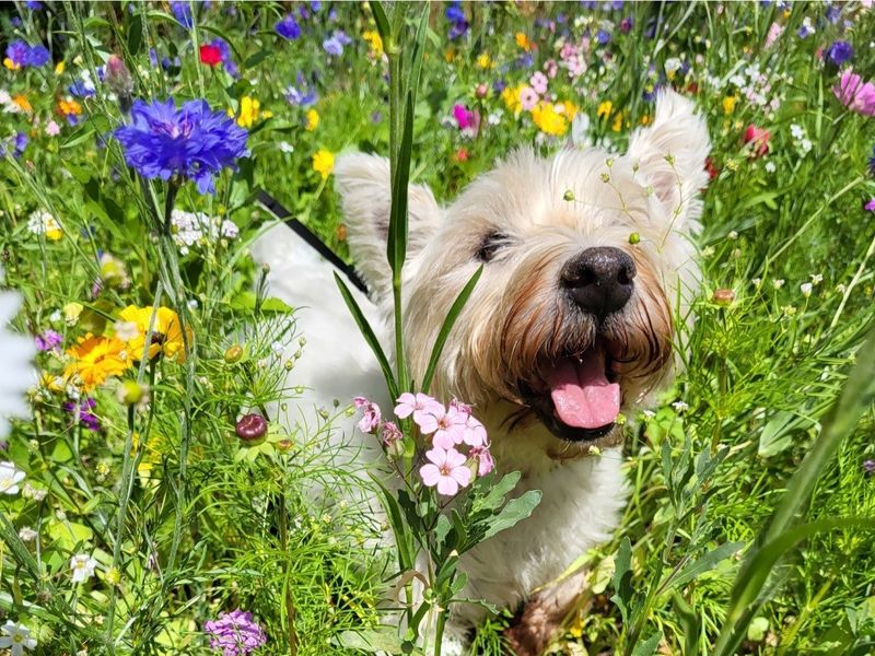 a white west highland terrier standing amongst a field of bright colourful flowers