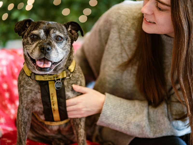 Lily Lou enjoys spending Christmas in her happy place.