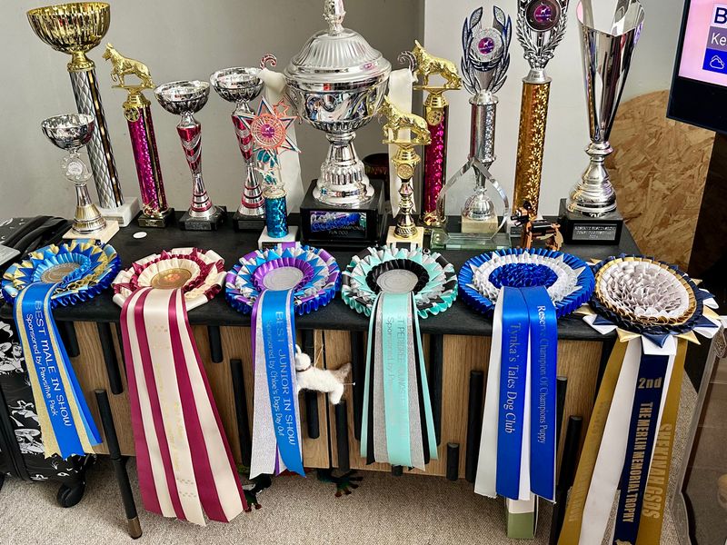 A collection of rosettes and trophies that Ghost won in heel work competitions.