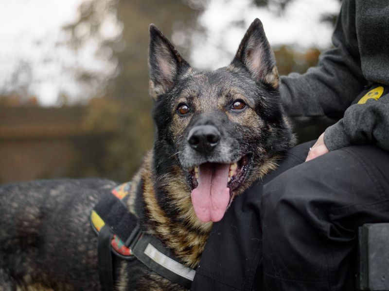 Karo the German Shepherd Dog has a fuss from a Canine Carer