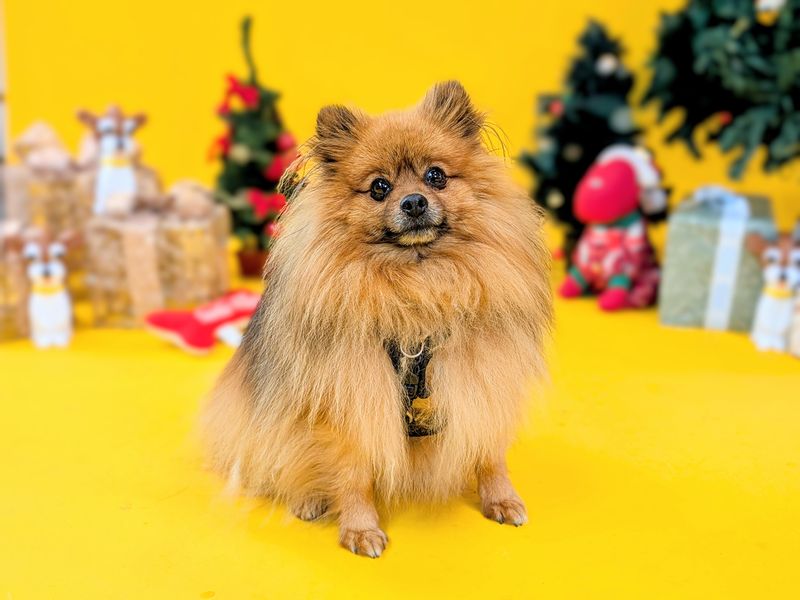 Riley the Pomeranian poses in front of a selection of Christmas trees and presents.