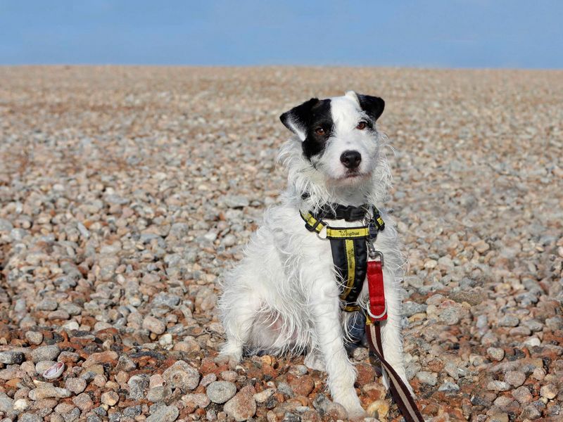 Jack a black and white rough-coated Jack Russell crossbreed, sitting on a rocky beach