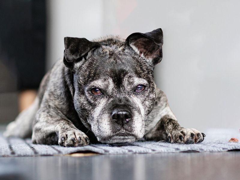 Lola Lou waiting for her owner to return.