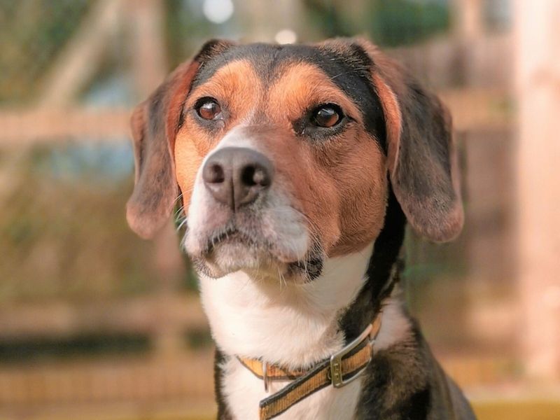 Tri-colour Harrier, Maisy looks to camera.