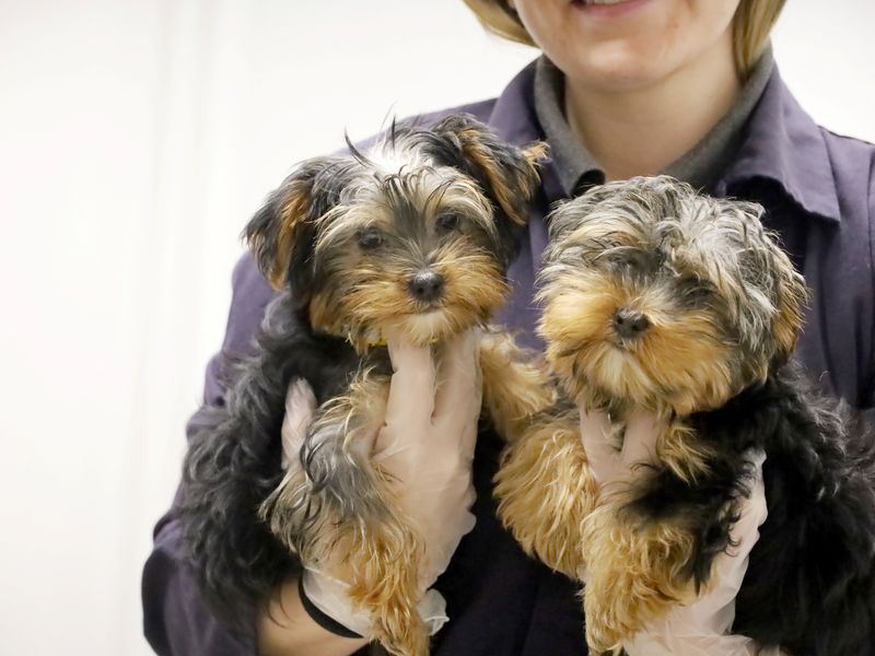 two yorkshire terrier puppies called Pip and Squeak, being held by a lady