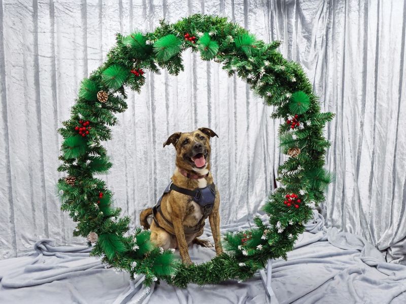 A medium sized brown dog surrounded by a Wreath