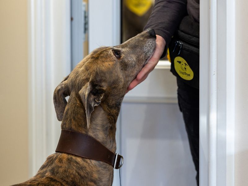 Greyhound looks up at Canine Carer adoringly