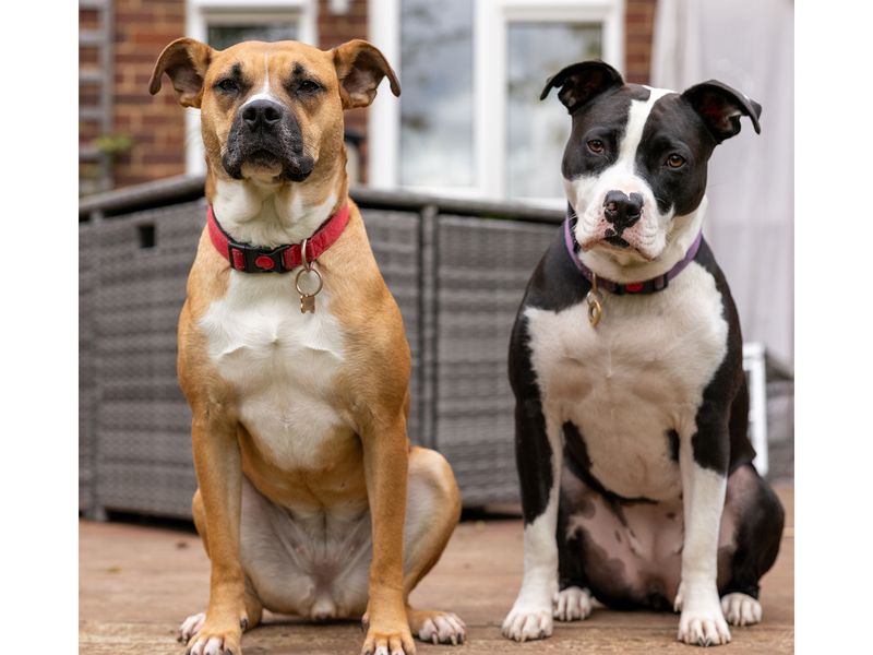 Jojo and Tip the Staffordshire Bull Terriers in their happy place together