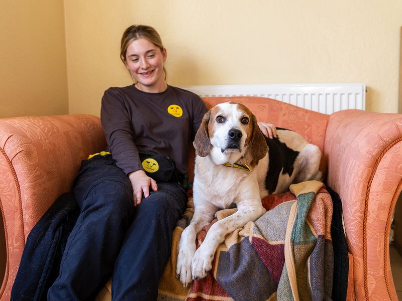 A beagle rests on the sofa with Canine Carer Elizabeth at Dogs Trust Oakfield Oldies
