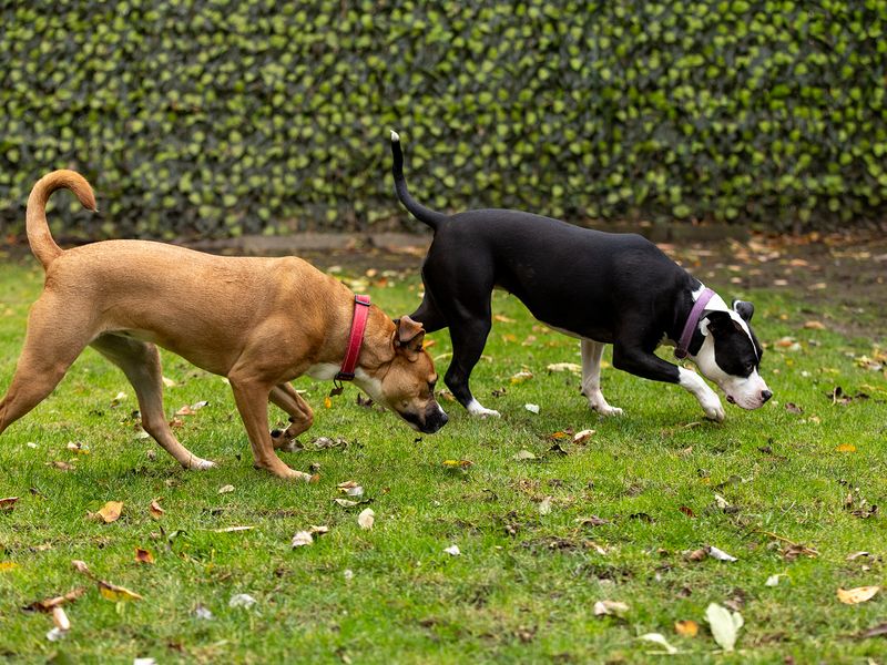 Jojo and Tip, two Staffies, enjoy their first playdate together