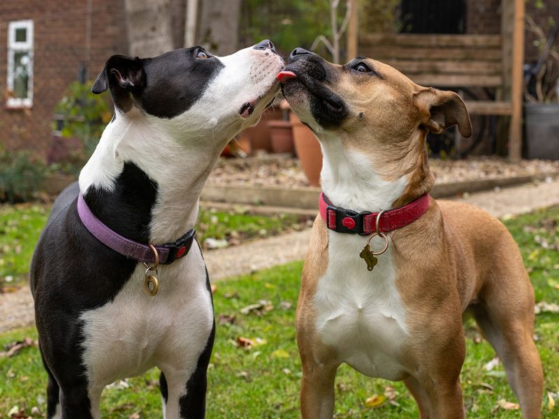 Tip and Jojo, two Staffordshire Bull Terriers, affectionately lick eachother's faces